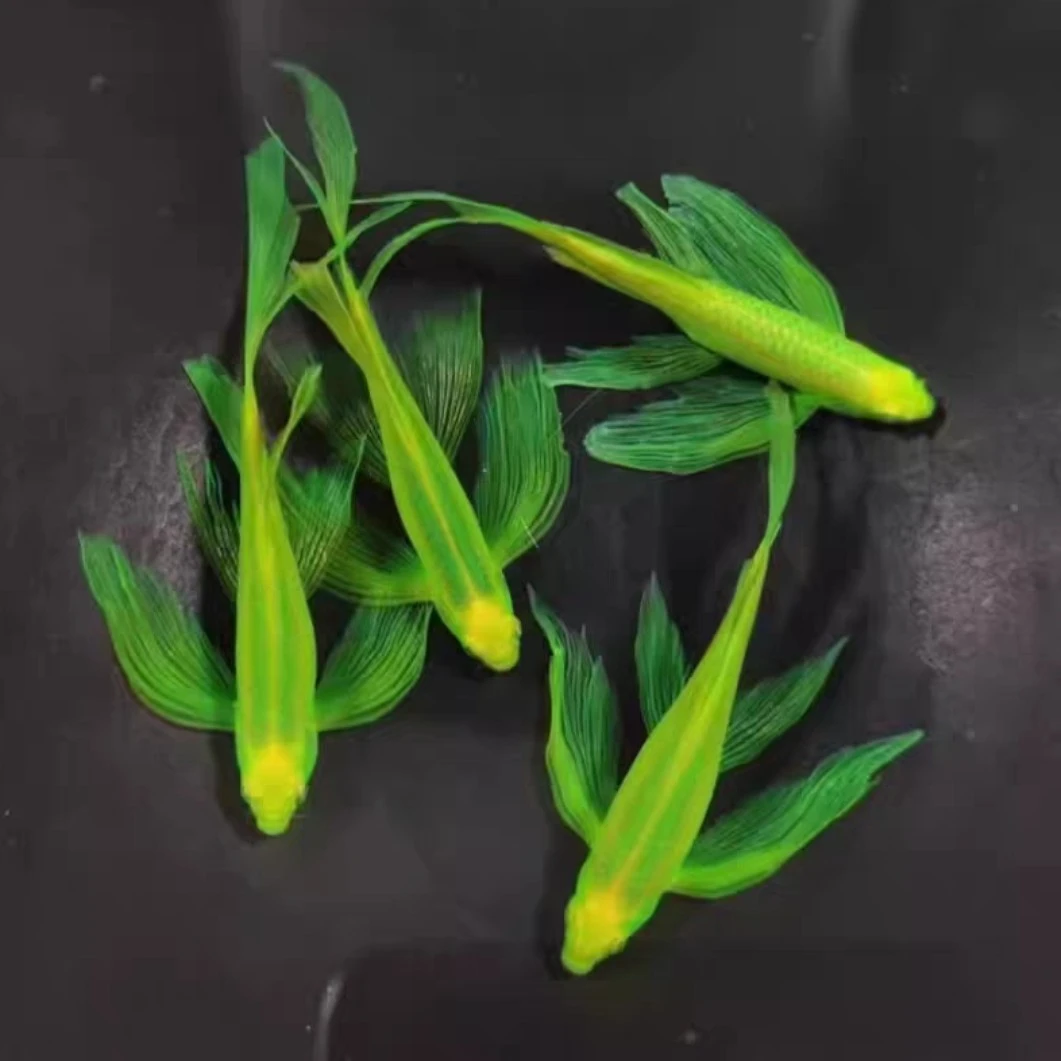 小型热带观赏鱼  长尾蝶翼绿翡翠斑马3厘米左右