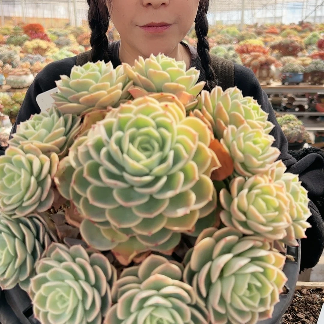 0205号哈密瓜手捧98   肉