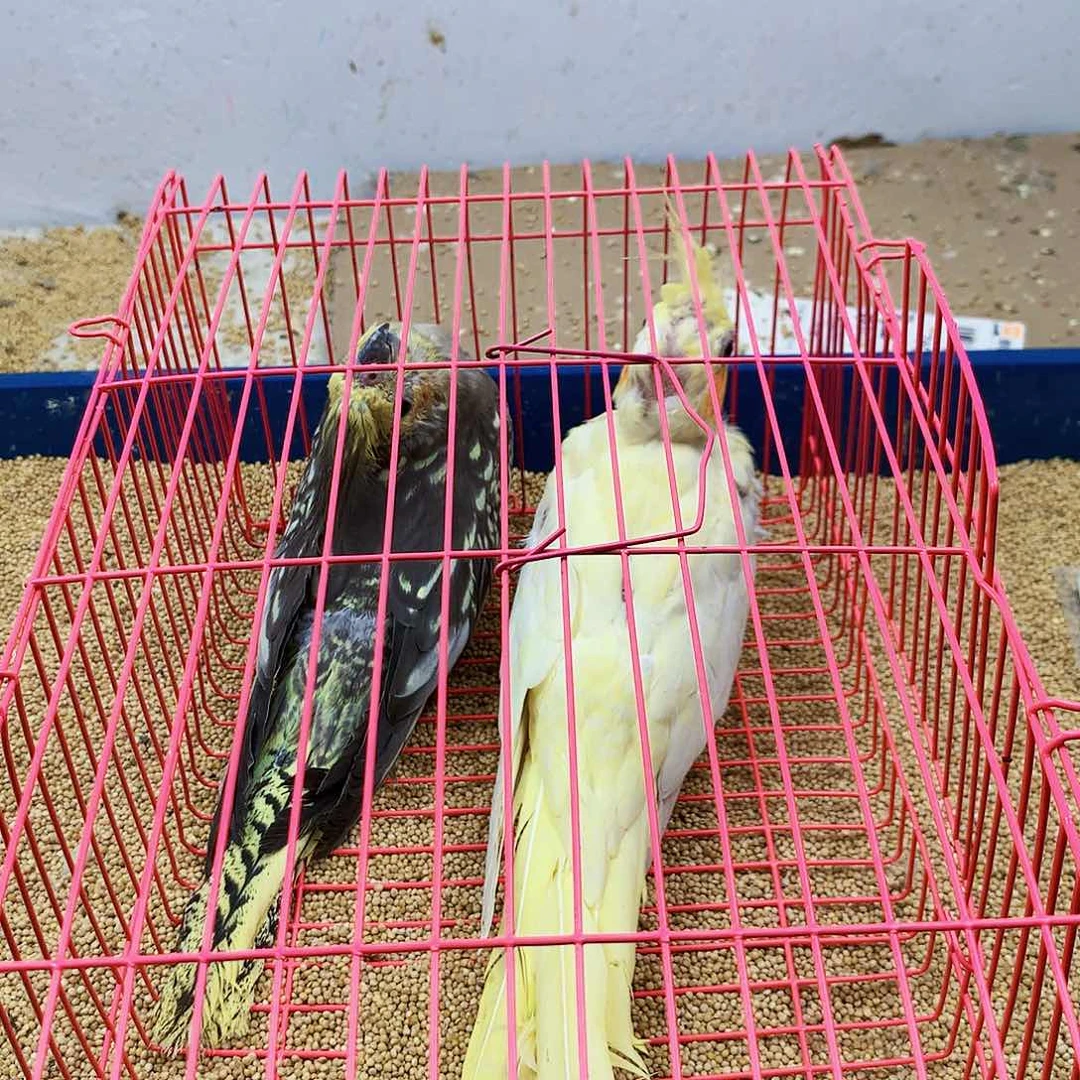 虎皮鹦鹉蓝***?旋风少女