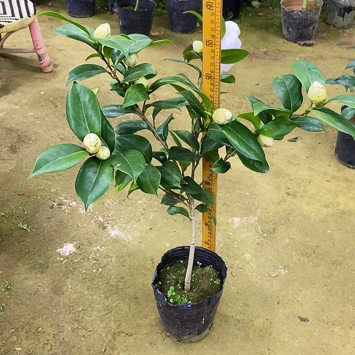 白乔。             茶花。