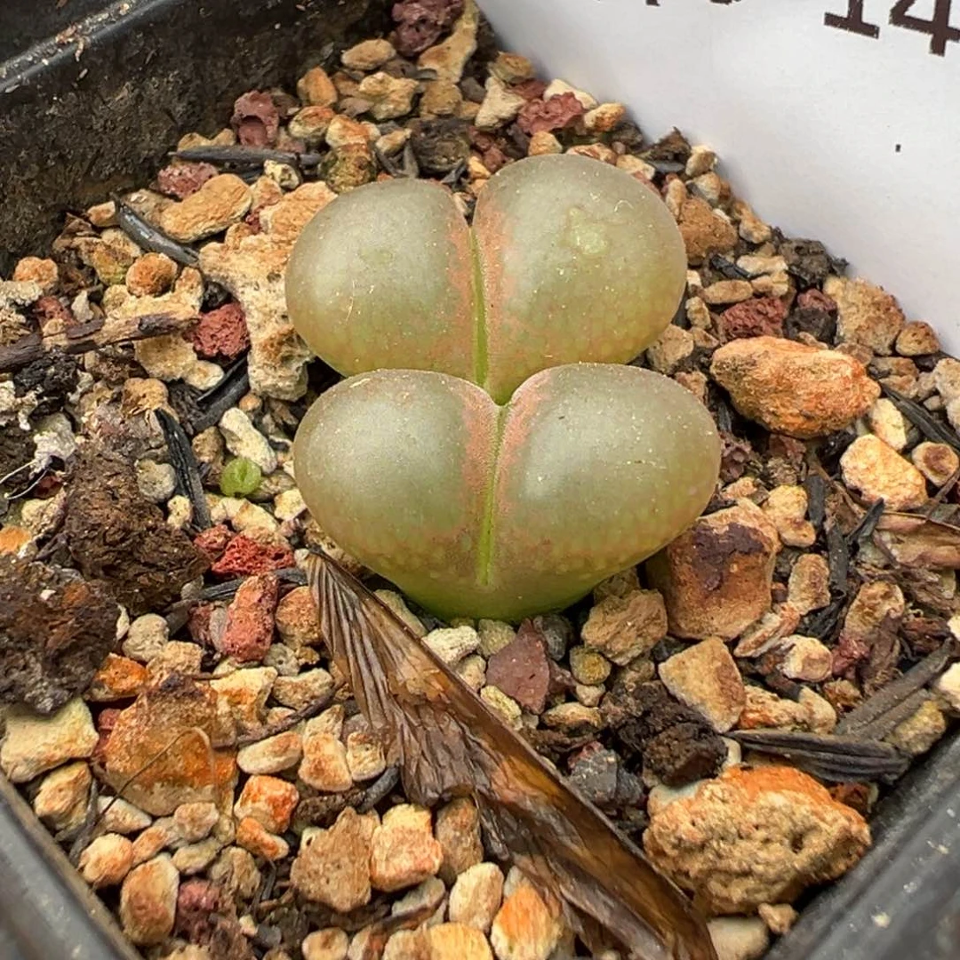 6-147 10km风铃多肉