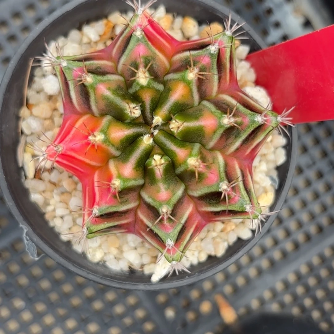 218-1105泰国发货多肉