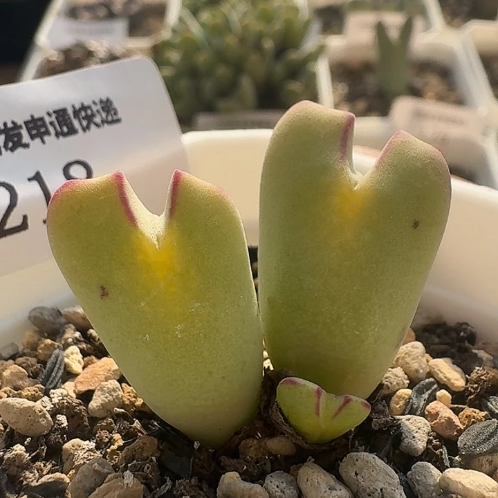 218 黄体毛少将。