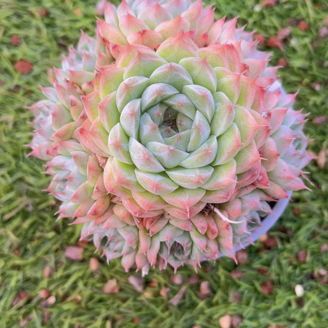 美尼手捧10公分噢噢噢噢噢噢