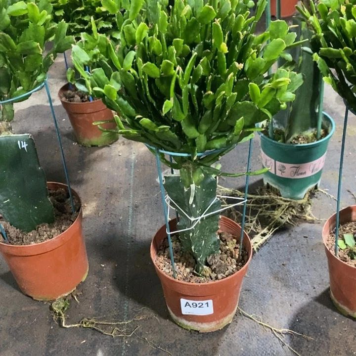 无花朵921嫁接樱桃玫瑰