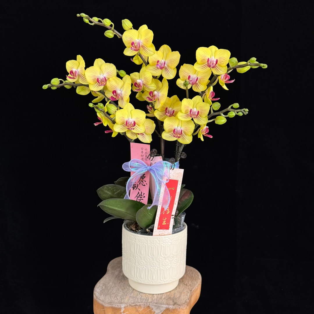 多彩优选（金公主）欧品稀有富气蝴蝶兰鲜花室内送礼高端花卉