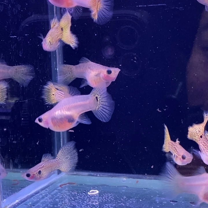孔雀鱼蕾丝玻璃猫10条