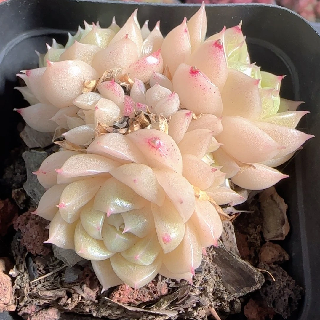 多肉1229-02麦秆开播福利