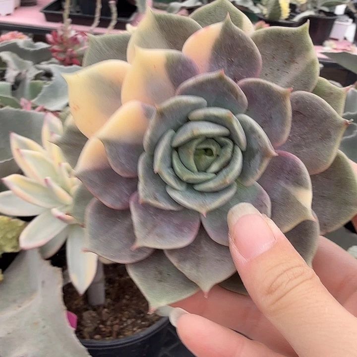 贝加尔湖锦，多肉植物