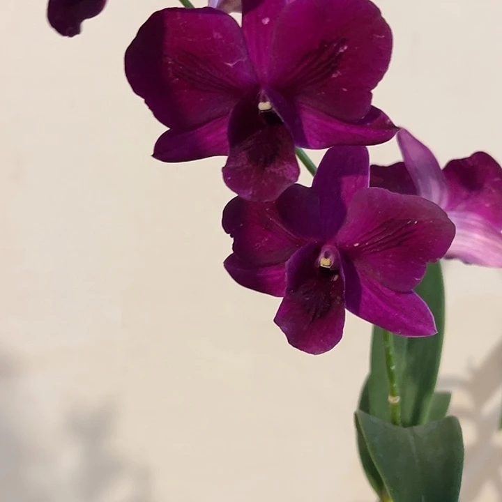 当前无花朵，栽培后可花朵紫三唇972