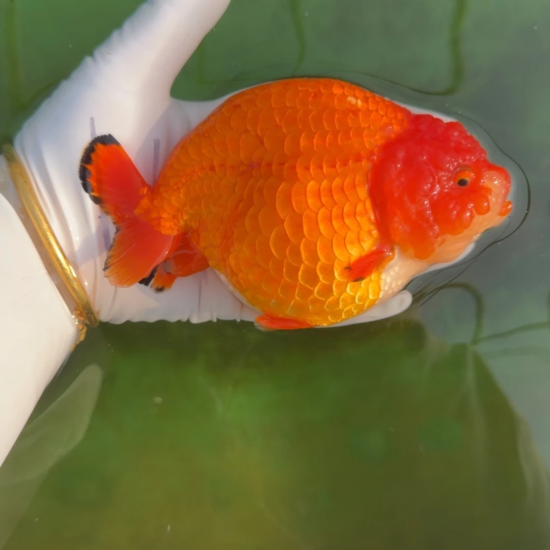 金鱼00017超级大壮壮红寿