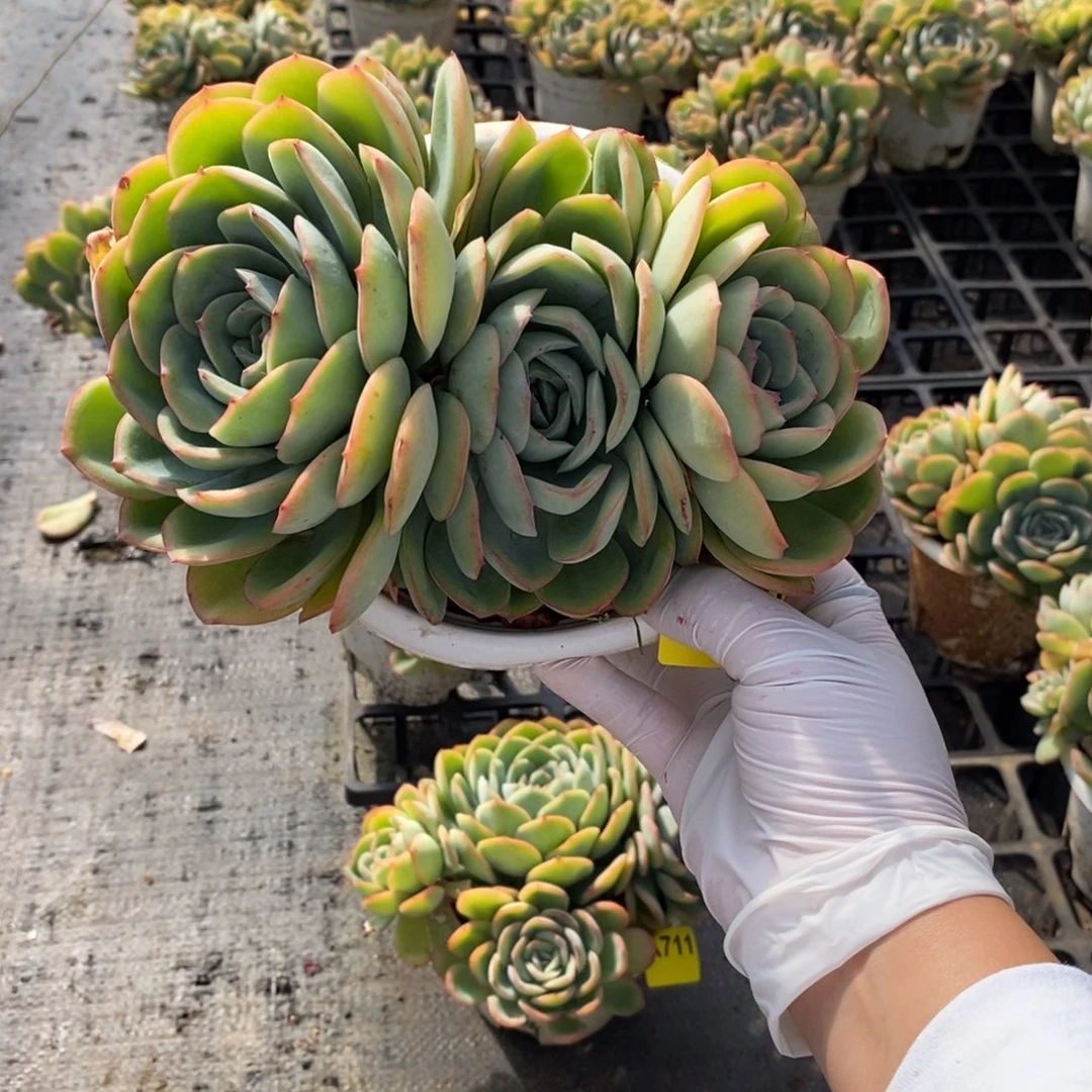 710晨露多头一物一拍