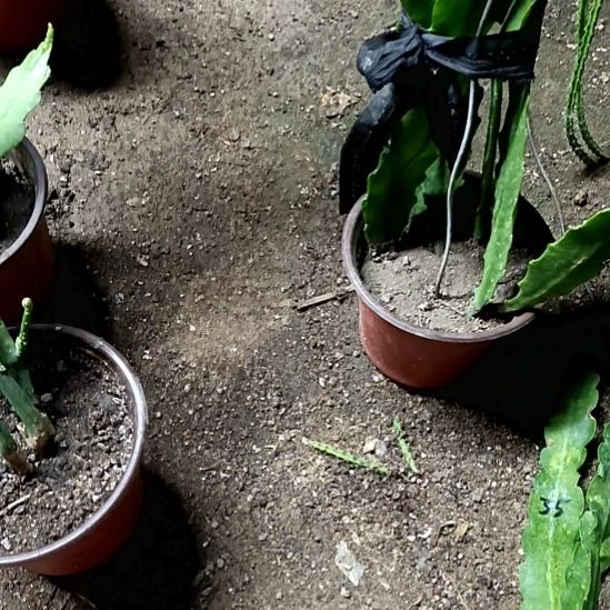 *****完全开放令箭何花257号