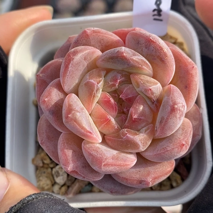 1220-503，粉魄多肉