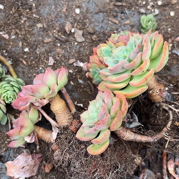 无花朵高贵三盆。