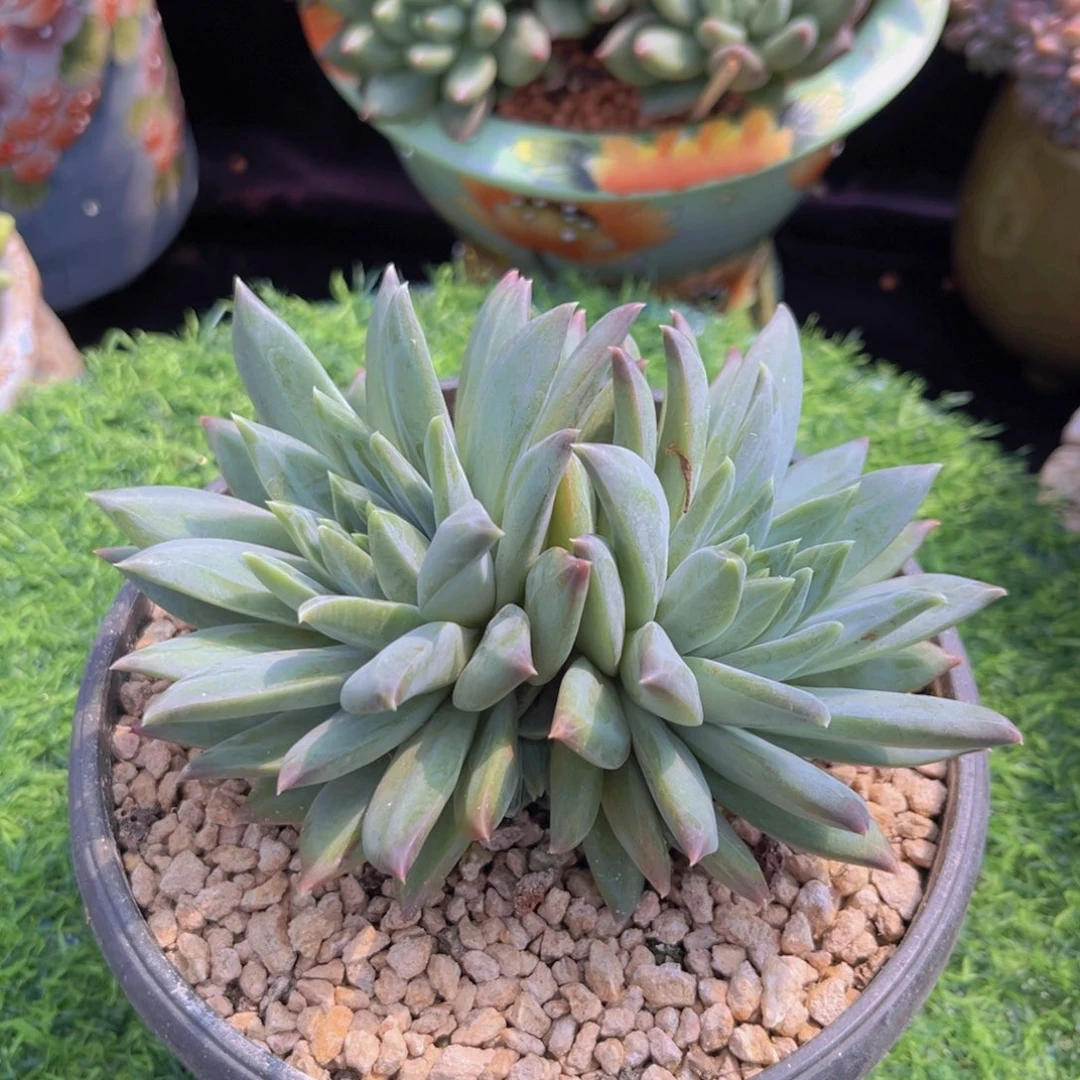 多肉植物斯图尔特