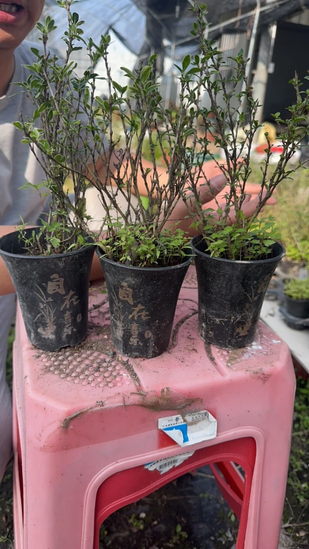 六月雪/带盆土带自在喜乐盆/喜水/到家立马浇水/三盆