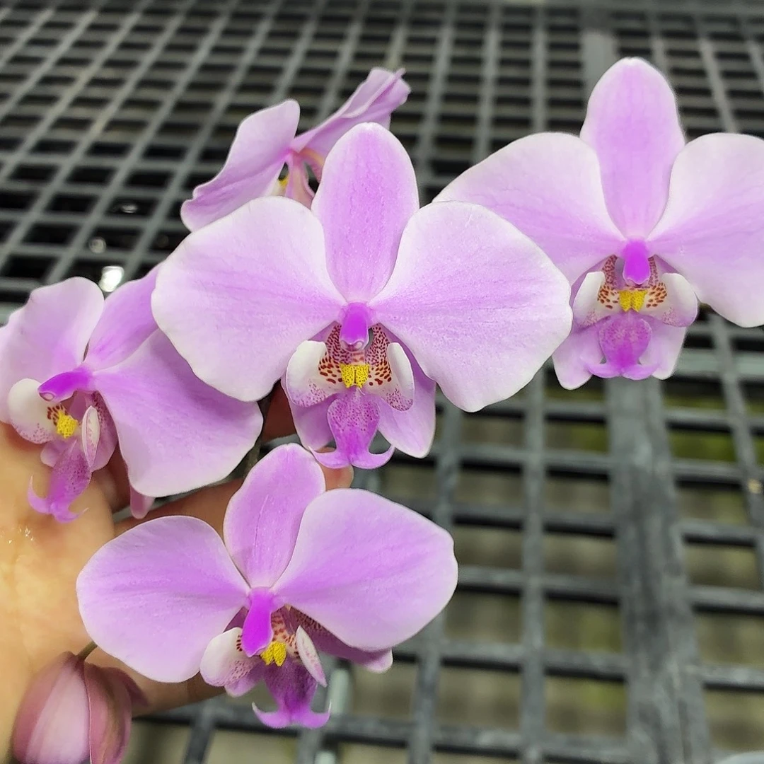 当前无花朵,栽培后可花朵A2237yss1146