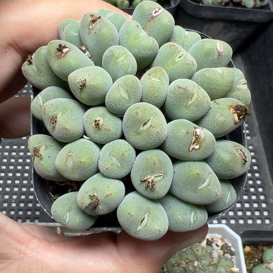 【闪购商品】1015……