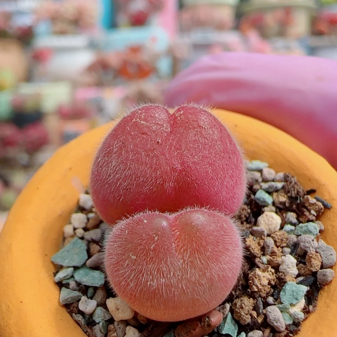 可爱小毛翠 盆口1.8cm