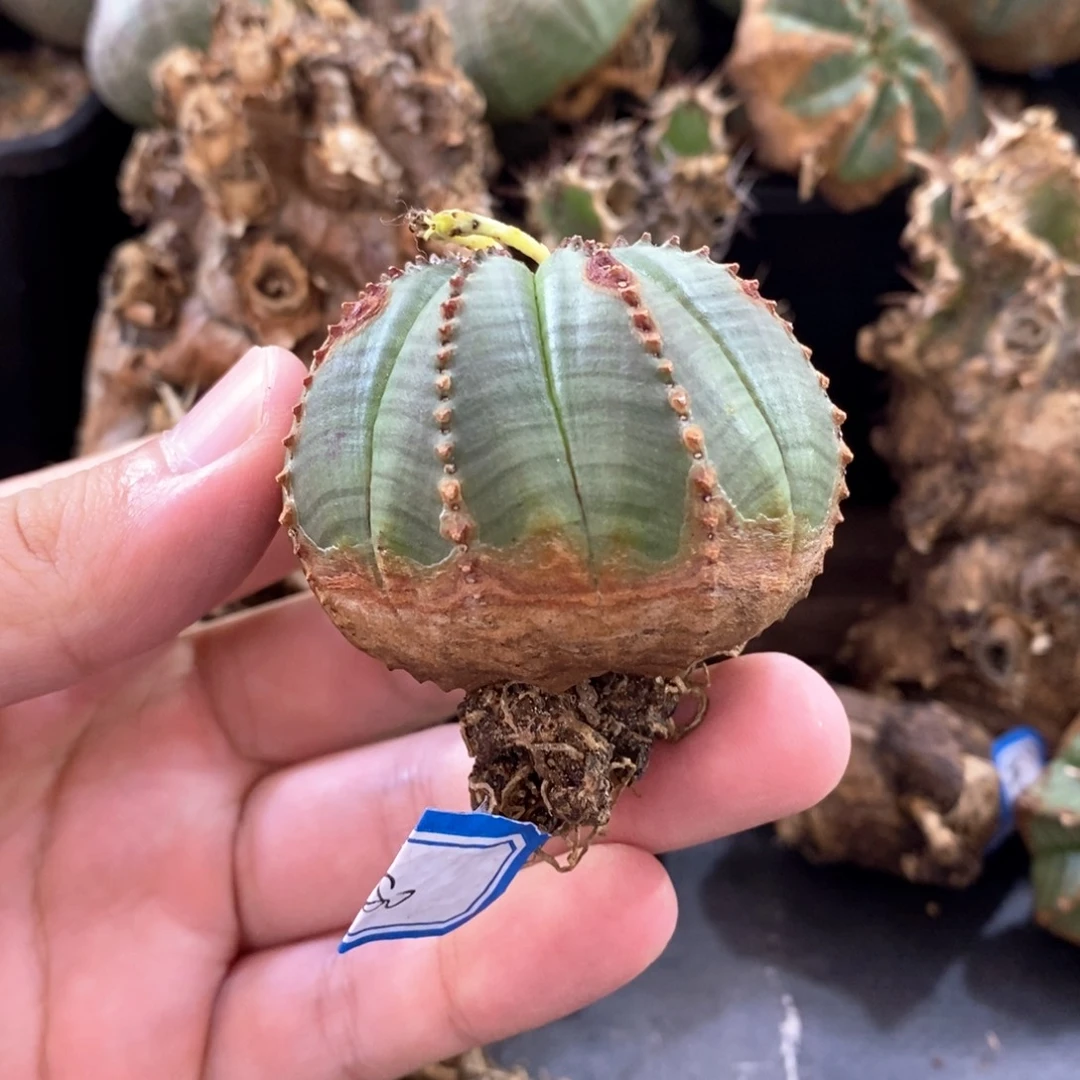 欧系实生布纹球多肉植物