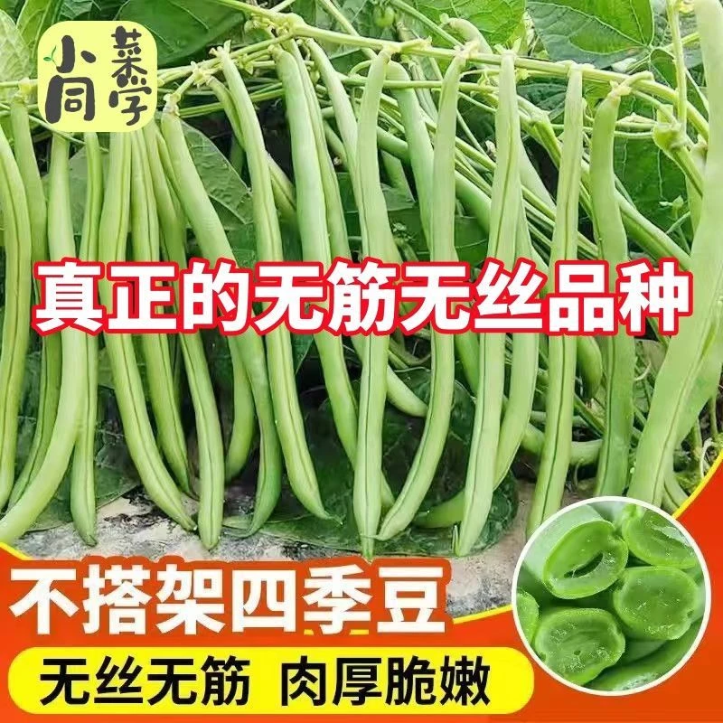 【当季新种】【店铺热销】早熟无架四季豆种子无筋无丝不搭架摘不蔬菜