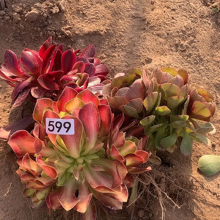 599三颗多肉植物组合1