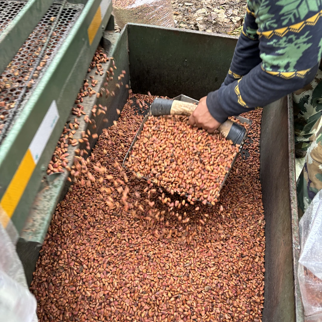 长白山25年东北野生松子鲜松子原生态正宗大颗粒延边特产东北特产