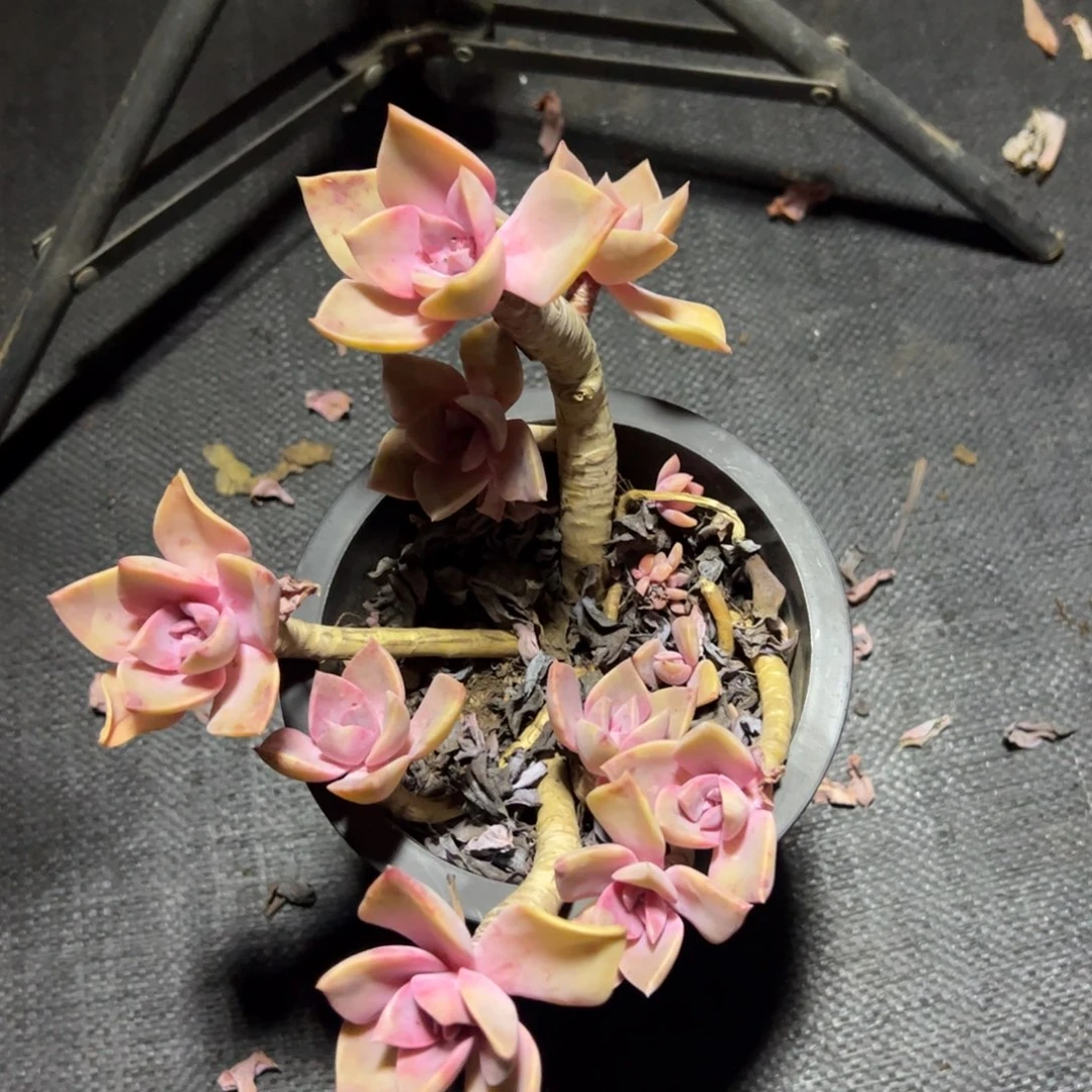 中国初恋小老桩控养多头