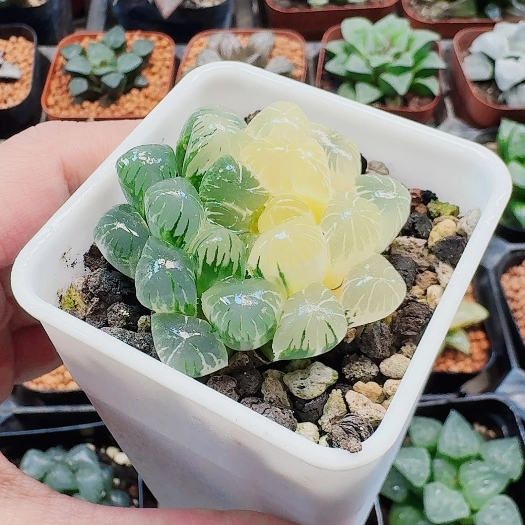 十二卷 实生冰灯锦