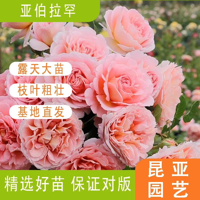 昆亚花园亚伯拉罕月季花苗阳台庭院盆栽玫瑰花苗带花苞