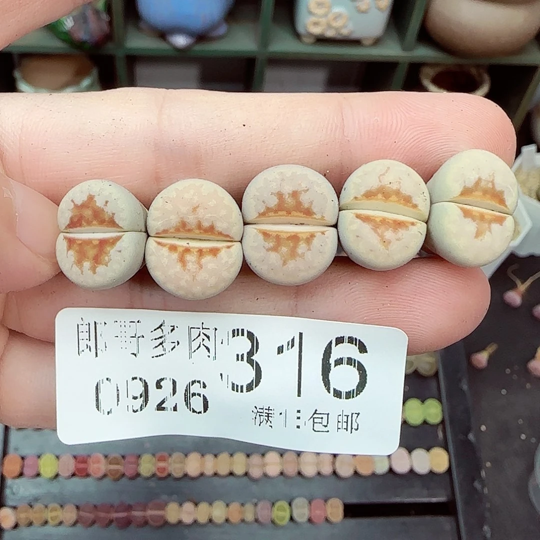 满满18包邮0926-316