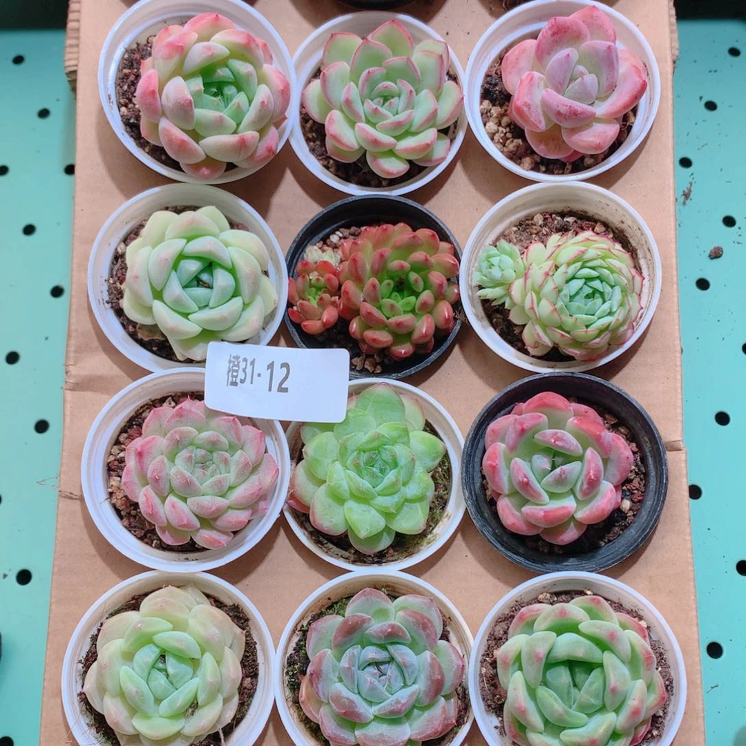 31-12一物一拍带盆18颗