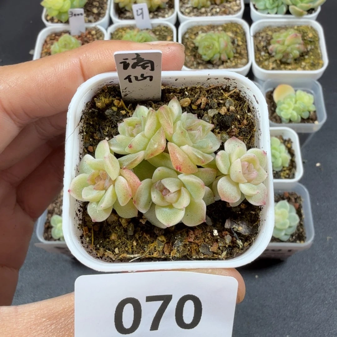 甜心谪仙五头一物一拍070