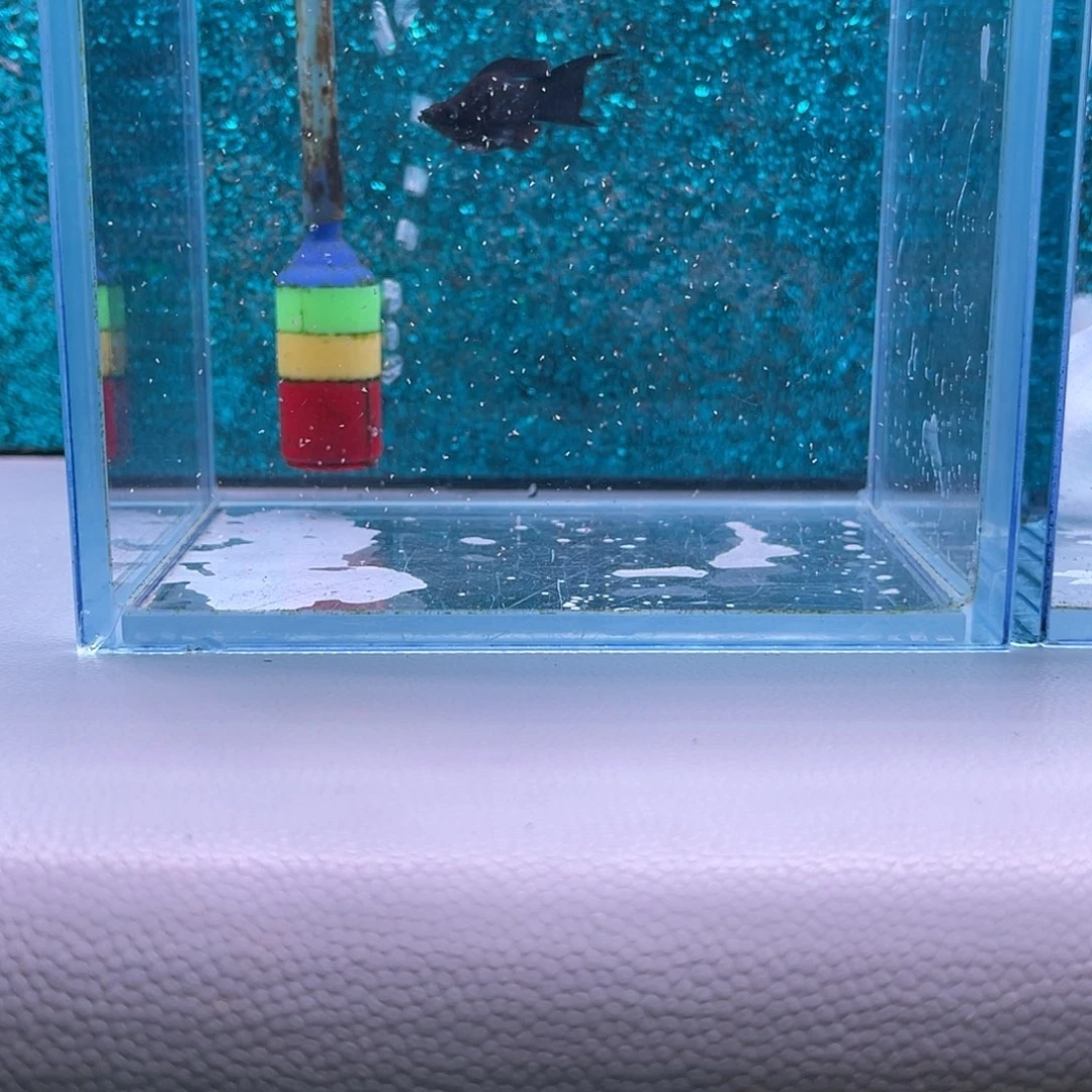 孔雀鱼722号玛丽1对