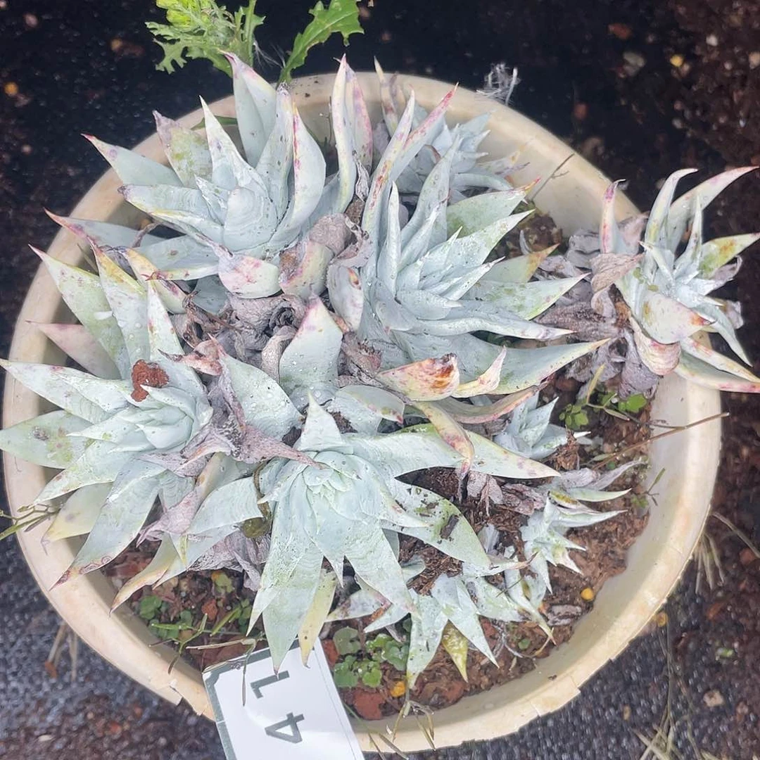 刘丹雪老桩不售后1941