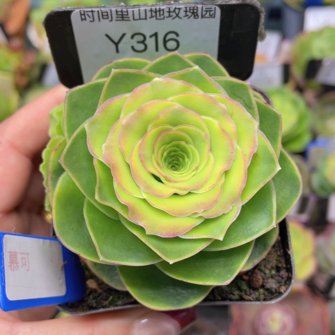 慕可玫瑰新年福利316