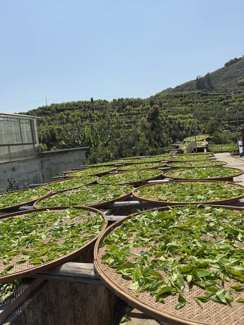 茶叶高货万能拍 ，改后再下单