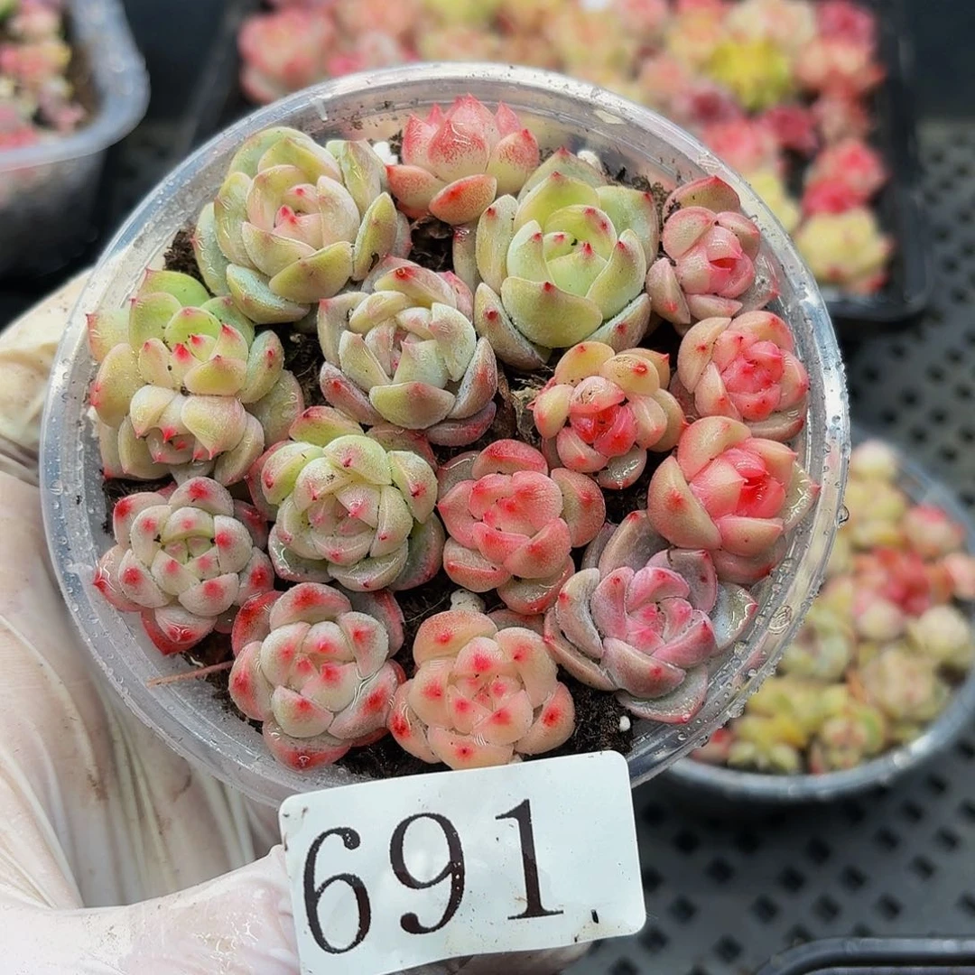 多肉植物多肉植物691