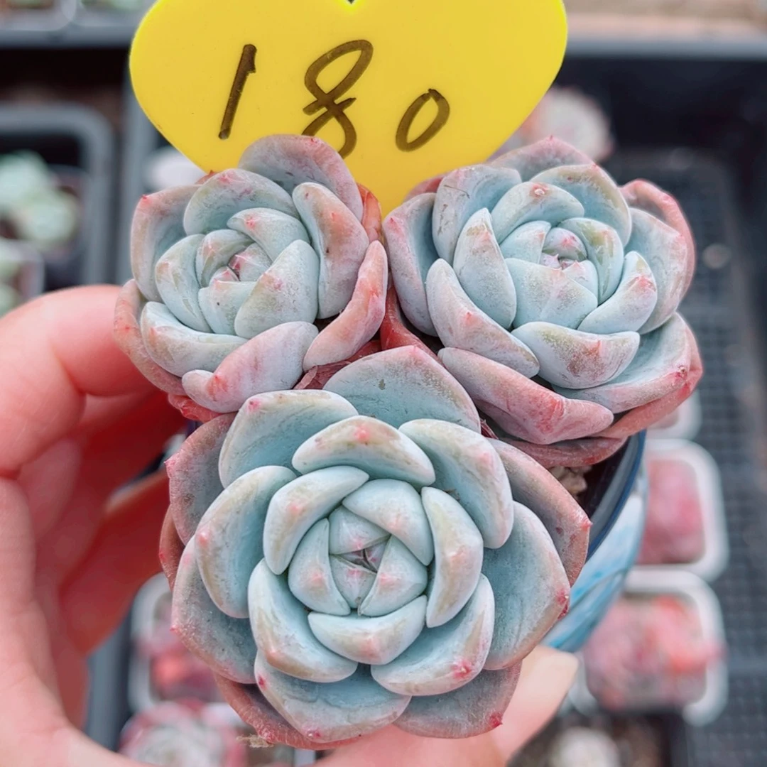 180号小老桩冰玉群