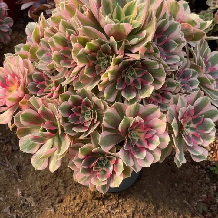 无花朵483多肉植物粉女郎