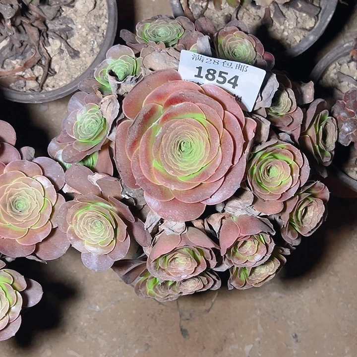 1854魅金玫瑰多肉植物