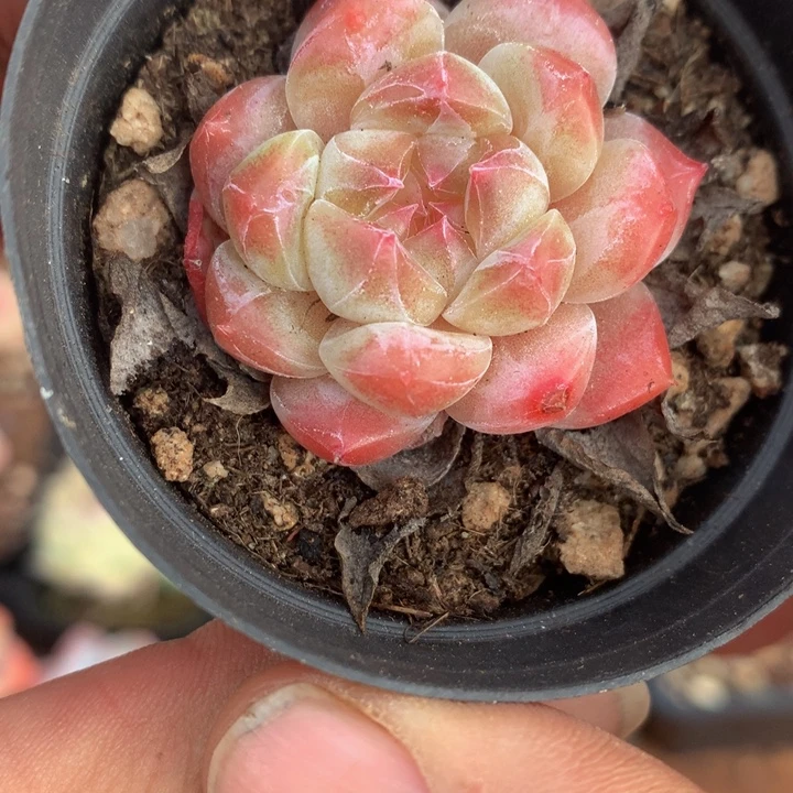 精控冰魄一物一拍