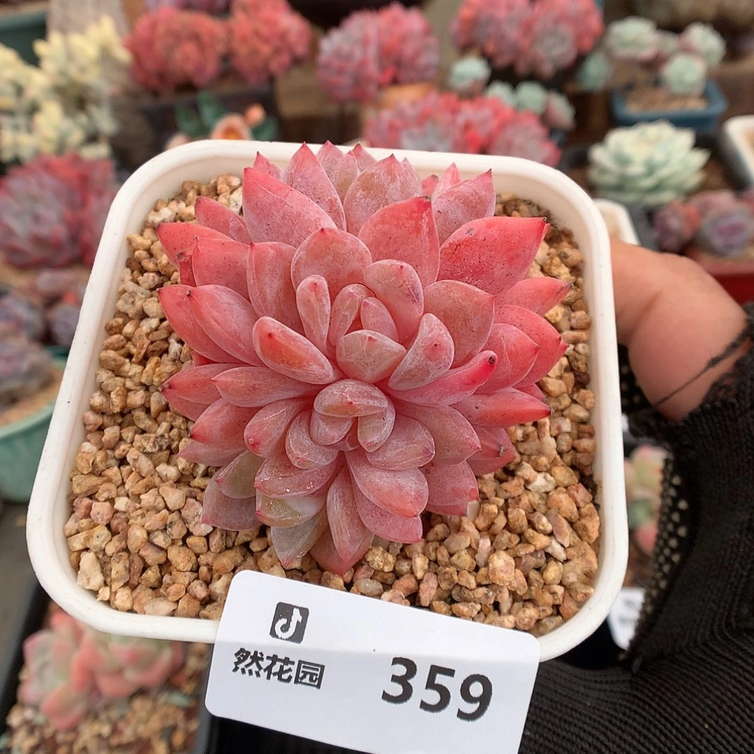 359雪天使朵朵綴多肉植物666