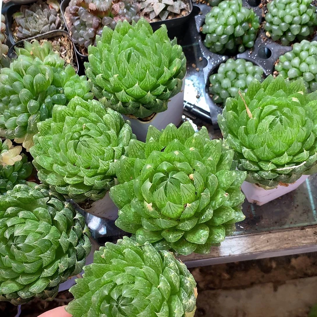 樱水晶带盆带土发货