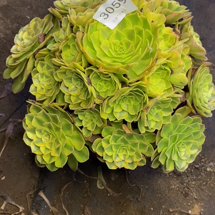 雨荷多肉断头不包3059
