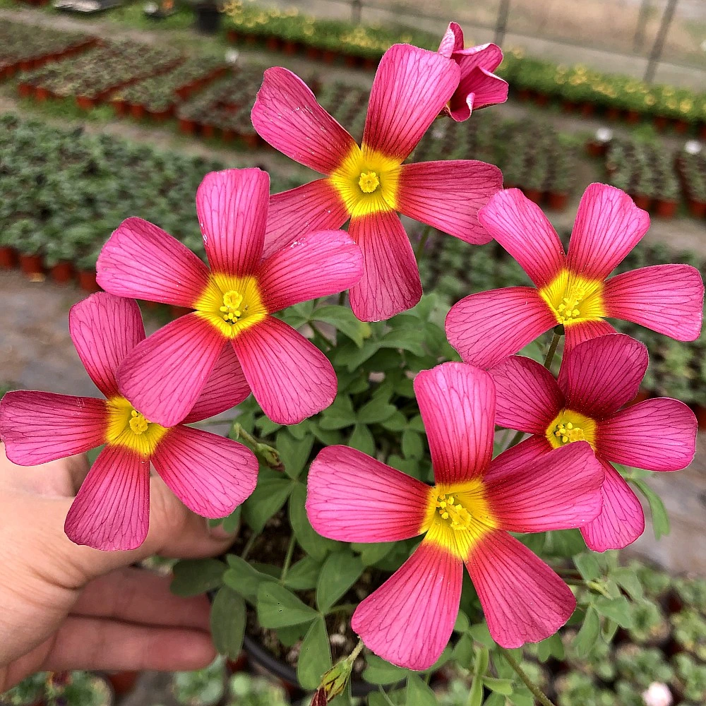 酢浆草盆栽 花苗 耐寒爆花好养 冬天春天开花 阳台庭院种植