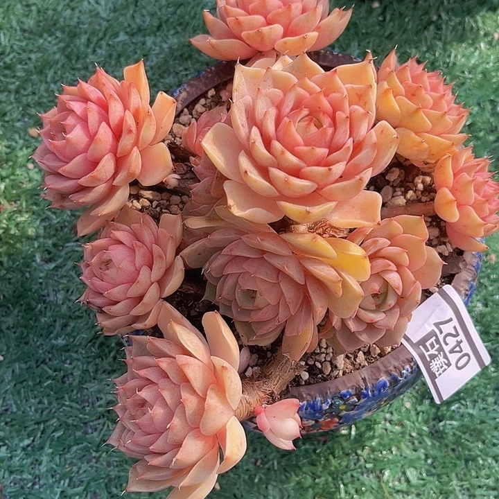 笨吧0427多肉植物