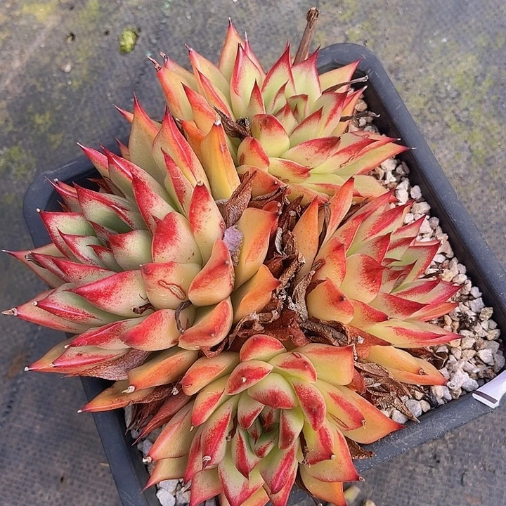 红枫25222多肉植物