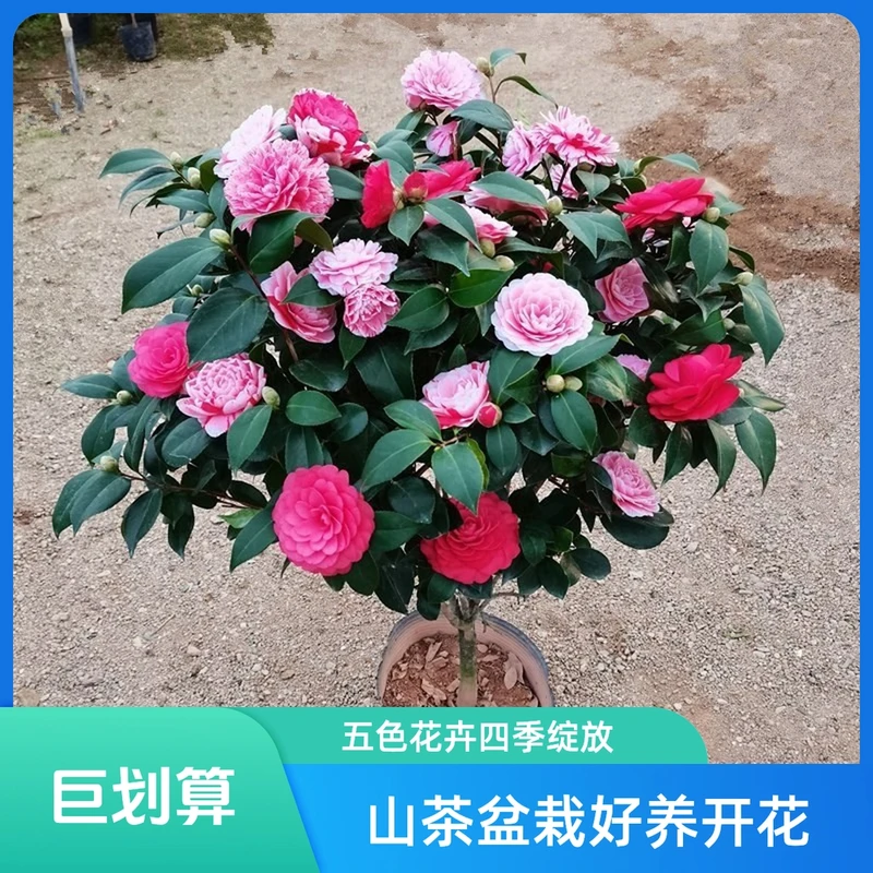香妃山茶花盆栽五色赤丹花卉植物室内好养茶花树苗四季开花耐寒